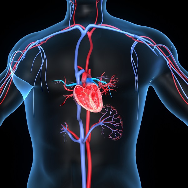 Do You Have a Disorder of the Cardiovascular System?
