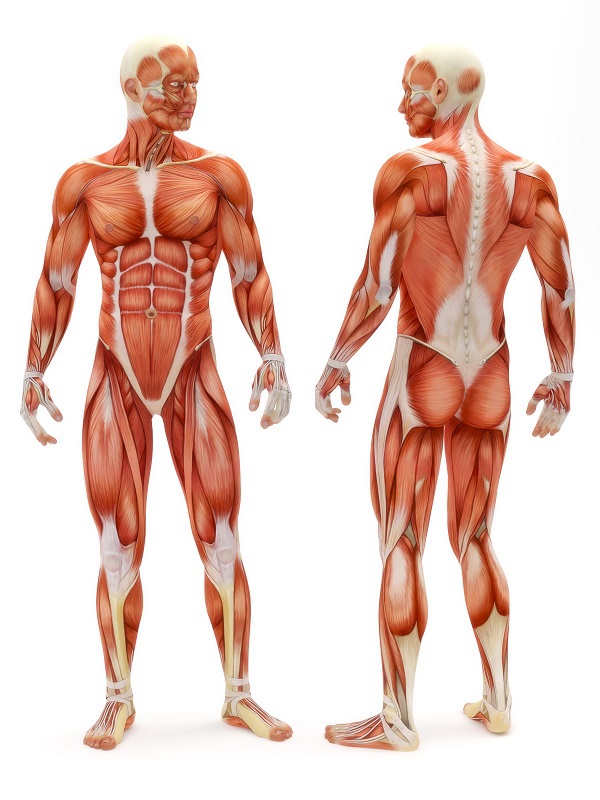 The Listing Of Impairments: Disorders Of The Musculoskeletal System – Part 1